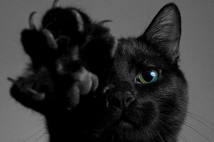Hiedelmek, babonák a fekete macska