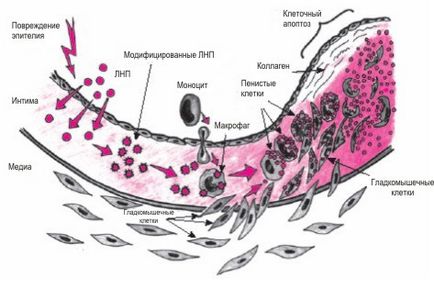 proprioreceptors élettani