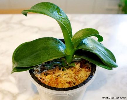 Egyszerű tanácsot, hogyan kell újraéleszteni az orchidea, akkor is, ha a korhadt gyökerek (Tanács) Egyszerű tanácsot, hogyan kell újraéleszteni az orchidea, akkor is, ha a gyökerek már elkorhadt