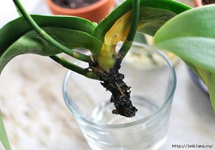 Egyszerű tanácsot, hogyan kell újraéleszteni az orchidea, akkor is, ha a gyökerek már elkorhadt