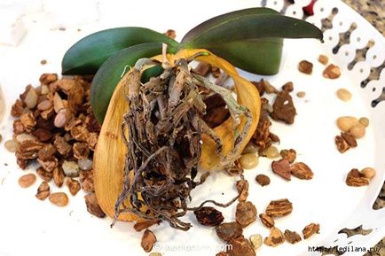 Egyszerű tanácsot, hogyan kell újraéleszteni az orchidea, akkor is, ha a gyökerek rothadás (piros) Egyszerű tanácsot, hogyan kell újraéleszteni az orchidea, akkor is, ha a gyökerek már elkorhadt
