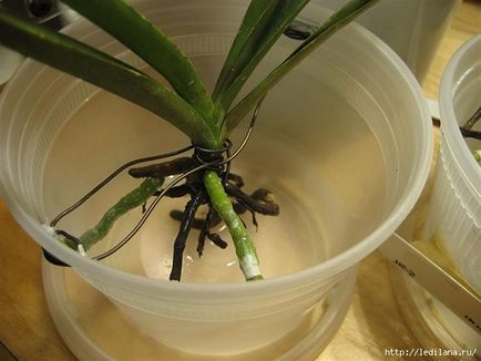 Egyszerű tanácsot, hogyan kell újraéleszteni az orchidea, akkor is, ha a korhadt gyökerek (újraéleszteni) Egyszerű tanácsot, hogyan kell újraéleszteni az orchidea, akkor is, ha a gyökerek már elkorhadt