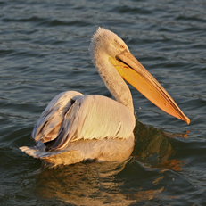 madár pelikán