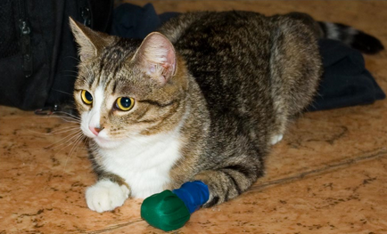 A seb a macska -, hogyan kell gyorsan eljárás - folyékony kötszer segít a város macskák