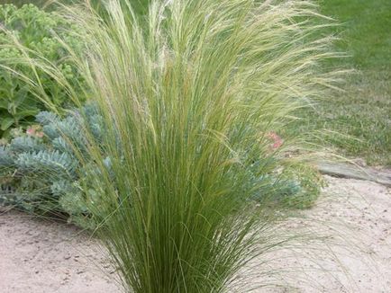 Plant toll - faj, fotó és orvosi tulajdonságait (növény) Plant toll - faj, fotó és orvosi tulajdonságai