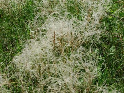Plant toll - faj, fotó és orvosi ingatlanok (telkek) Plant toll - faj, fotó és orvosi tulajdonságai