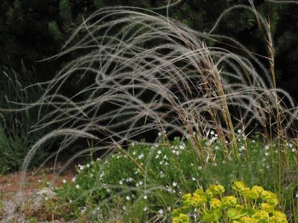 Plant toll - faj, fotó és orvosi tulajdonságait (gyógyszerek) Plant toll - faj, fotó és orvosi tulajdonságai