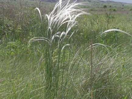 Plant toll - faj, fotó és orvosi ingatlanok (telkek) Plant toll - faj, fotó és orvosi tulajdonságai