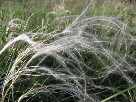 Plant toll - faj, fotó és orvosi tulajdonságait (toll) Plant toll - faj, fotó és orvosi tulajdonságai