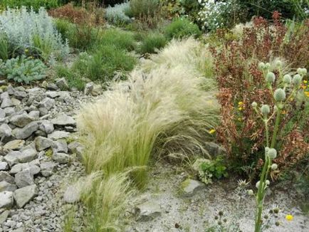 Plant toll - faj, fotó és orvosi tulajdonságait (gyógyszerek) Plant toll - faj, fotó és orvosi tulajdonságai