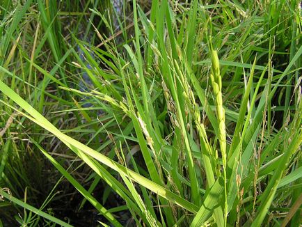Plant toll - faj, fotó és orvosi ingatlanok (telkek) Plant toll - faj, fotó és orvosi tulajdonságai