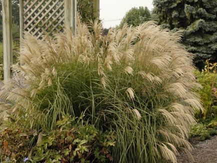 Plant toll - faj, fotó és orvosi tulajdonságait (toll tollas növény fotó) Plant toll - faj, fotó és orvosi tulajdonságai