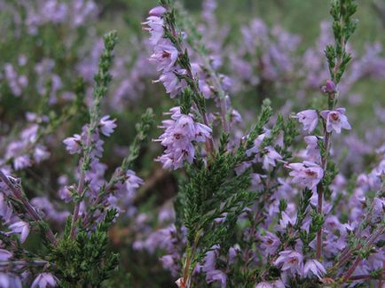 Heather üzem - ültetés és gondozás, fotó hanga, hanga növekvő magról; típusai és tulajdonságai (ellátás) Heather üzem - ültetés és gondozás, fotó hanga, hanga növekvő magról; típusai és tulajdonságai