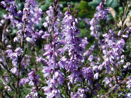 Heather üzem - ültetés és gondozás, fotó hanga, hanga növekvő magról; A típusok és tulajdonságai (Heath) Heather üzem - ültetés és gondozás, fotó hanga, hanga növekvő magról; típusai és tulajdonságai