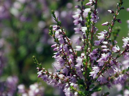 Heather üzem - ültetés és gondozás, fotó hanga, hanga növekvő magról; A típusok és tulajdonságai (palánták) Heather üzem - ültetés és gondozás, fotó hanga, hanga növekvő magról; típusai és tulajdonságai