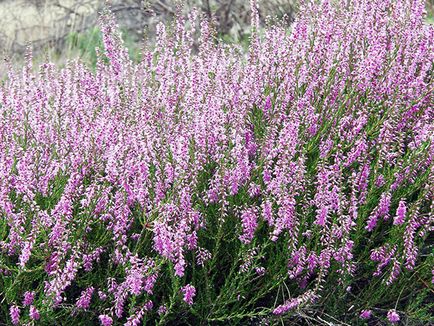 Heather üzem - ültetés és gondozás, fotó hanga, hanga növekvő magról; típusok és tulajdonságai (magok) Heather üzem - ültetés és gondozás, fotó hanga, hanga növekvő magról; típusai és tulajdonságai