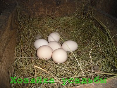 Rational etetés tojótyúkok otthon