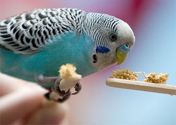 A táplálkozás budgies otthon (papagájok) A táplálkozás budgies otthon