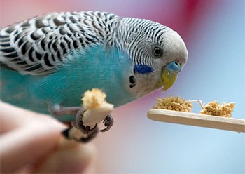 A táplálkozás budgies otthon