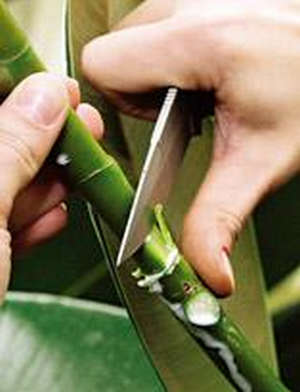 Sokszorosítása ficus az otthoni és az utógondozás (videó útmutató) (gondozás) Sokszorosítása ficus az otthoni és az utógondozás (videó útmutató)