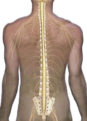 Receptek hogyan gyógyítja scoliosis