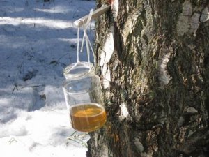 Receptek nyírfa nedve citrom vagy citromsav (citromlevet nyír citromsav narancssárga recept) Receptek nyírfa nedve citrom vagy citromsavval