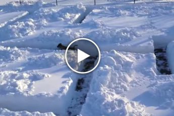 Életüket kockáztatják, hogy rohant a mentő egy haldokló bálna (üdvösség) Életüket kockáztatják, hogy rohant a mentő egy haldokló bálna