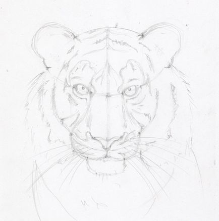 Rajzolj egy arc ceruza tigris szakaszaiban
