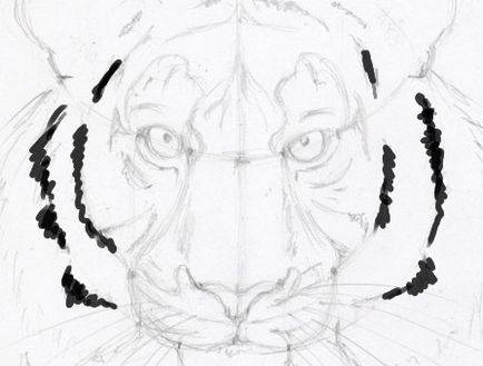 Rajz pofa ceruza tigris szakaszaiban (ossza négy egyenlő részletben) Rajzolj egy arc ceruza tigris szakaszaiban