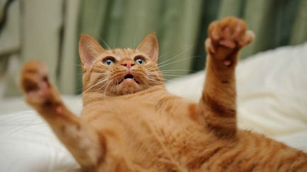 Vörös macska, mint a szőrzet színét befolyásolja a természetben az állatok