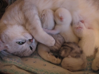 Szülési macskák, segítséget szülés, egy brit macska születése előtt és után, a születés jeleit a macska,