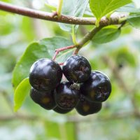 Feketeberkenye hasznos tulajdonságok és ellenjavallatok (kövikörte Aronia)