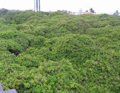A legérdekesebb tények növények (leginkább) A legérdekesebb tények növények