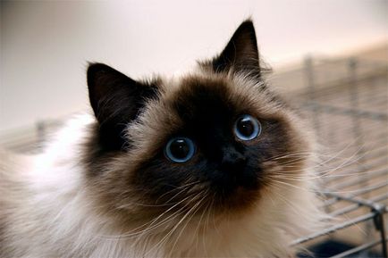 A legszebb macska a világon, tömítések és nyashki
