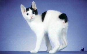 A legritkább fajtájú macskák a világon típusok és leírások