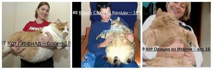 A legkövérebb macska a világon - az első 10, a város macskák