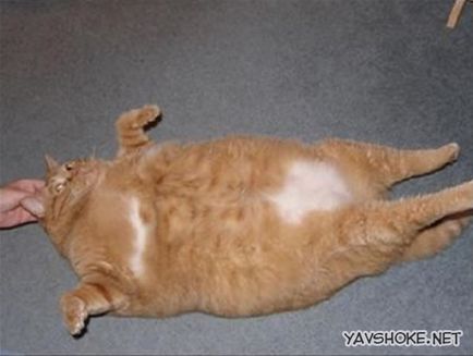 A legkövérebb macska a világon