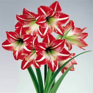 A legfontosabb dolog a beltéri amaryllis virágok és törődnek vele otthon