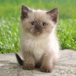 A macska tulajdonosa oldalak legjobb tíz azok számára, akik élnek a macskák