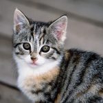 A macska tulajdonosa oldalak legjobb tíz azok számára, akik élnek a macskák