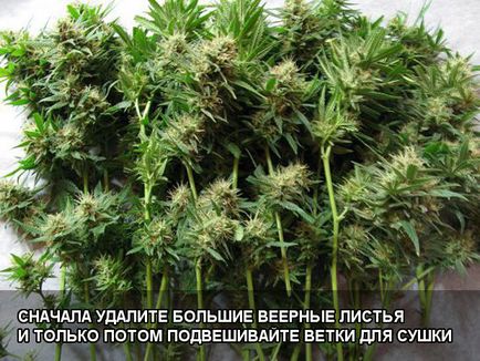Betakarítás és szárítás kannabisz (érintsék egymást) Betakarítás és szárítás kannabisz