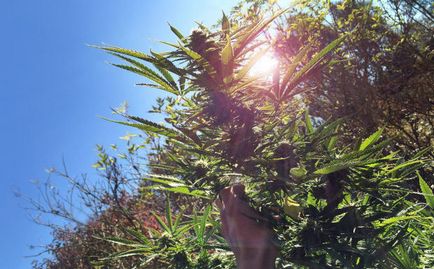 Betakarítás és szárítás kannabisz