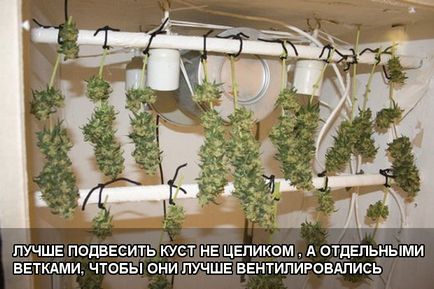 Betakarítás és szárítás kannabisz (harvest) Betakarítás és szárítás kannabisz