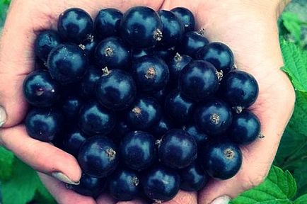 Picking bogyók betakarítás (szedés ribizli) Picking bogyók betakarítás