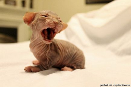Sphinx - a kopasz macska a világon - 28 db - képek - fotók természetes világ