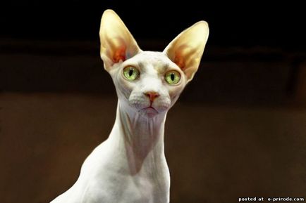 Sphinx - a kopasz macska a világon - 28 db - képek - fotók természetes világ