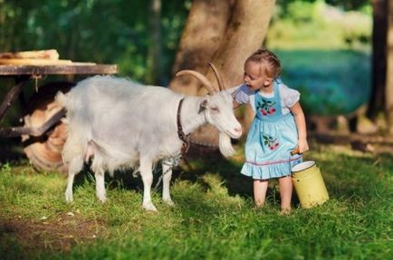 Milyen korban lehet adni kecsketejet a gyes és a kárt egyévesnél