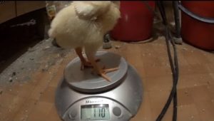 Hány brojlercsirke növekszik, és mennyi súlyt egy csirke egy bizonyos korban