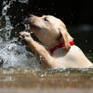 Kutya és úszás, a titkait otthoni ápolás