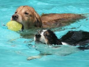 Kutya és úszás, a titkait otthoni ápolás